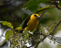 Chrysothlypis chrysomelas