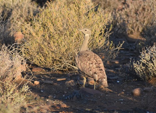 Karoo Korhaan (Heterotetrax vigorsii), photo 7