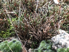 Selaginella corallina