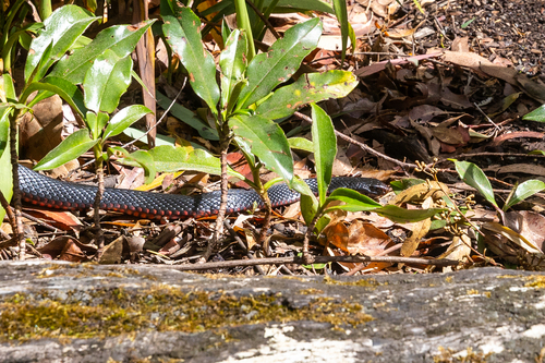 Red-bellied Black Snake sighting