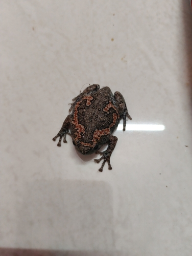 Painted Globular Frog