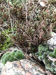 Selaginella corallina