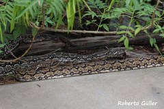 Boa constrictor occidentalis