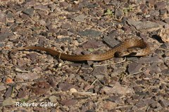Mesotes strigatus