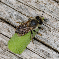 Megachile frigida