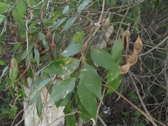 Lonchocarpus