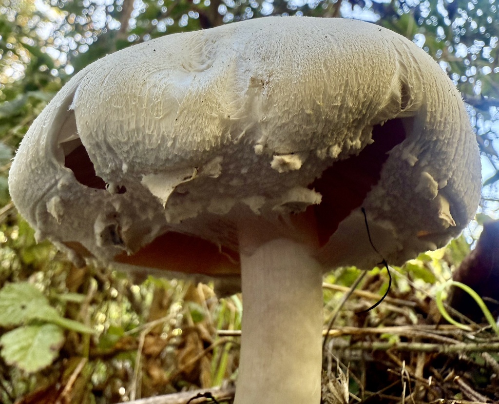 Agaricus xanthodermus · October 2025 · photo: © hllrnnr (iNaturalist, cc0)