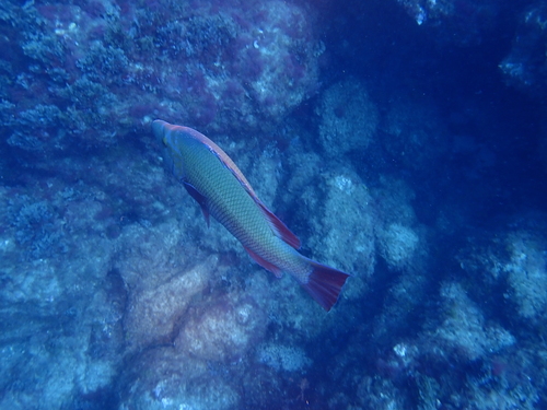 Barred hogfish (Bodianus scrofa) — Labridae — 3