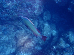 Bodianus scrofa