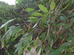 Lonchocarpus
