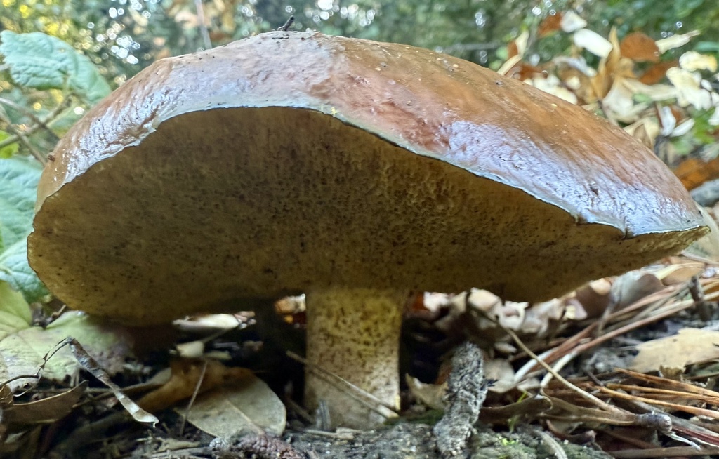 Suillus pungens