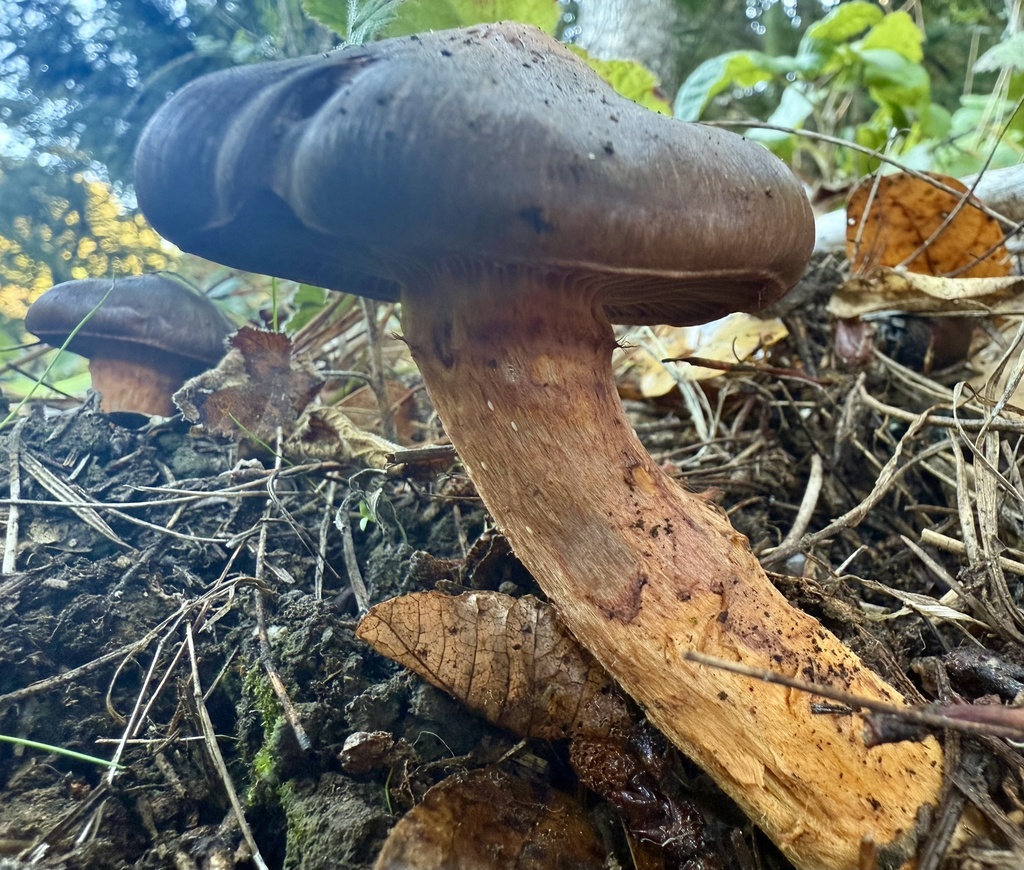 Chroogomphus vinicolor · October 2025 · photo: © hllrnnr (iNaturalist, cc0)