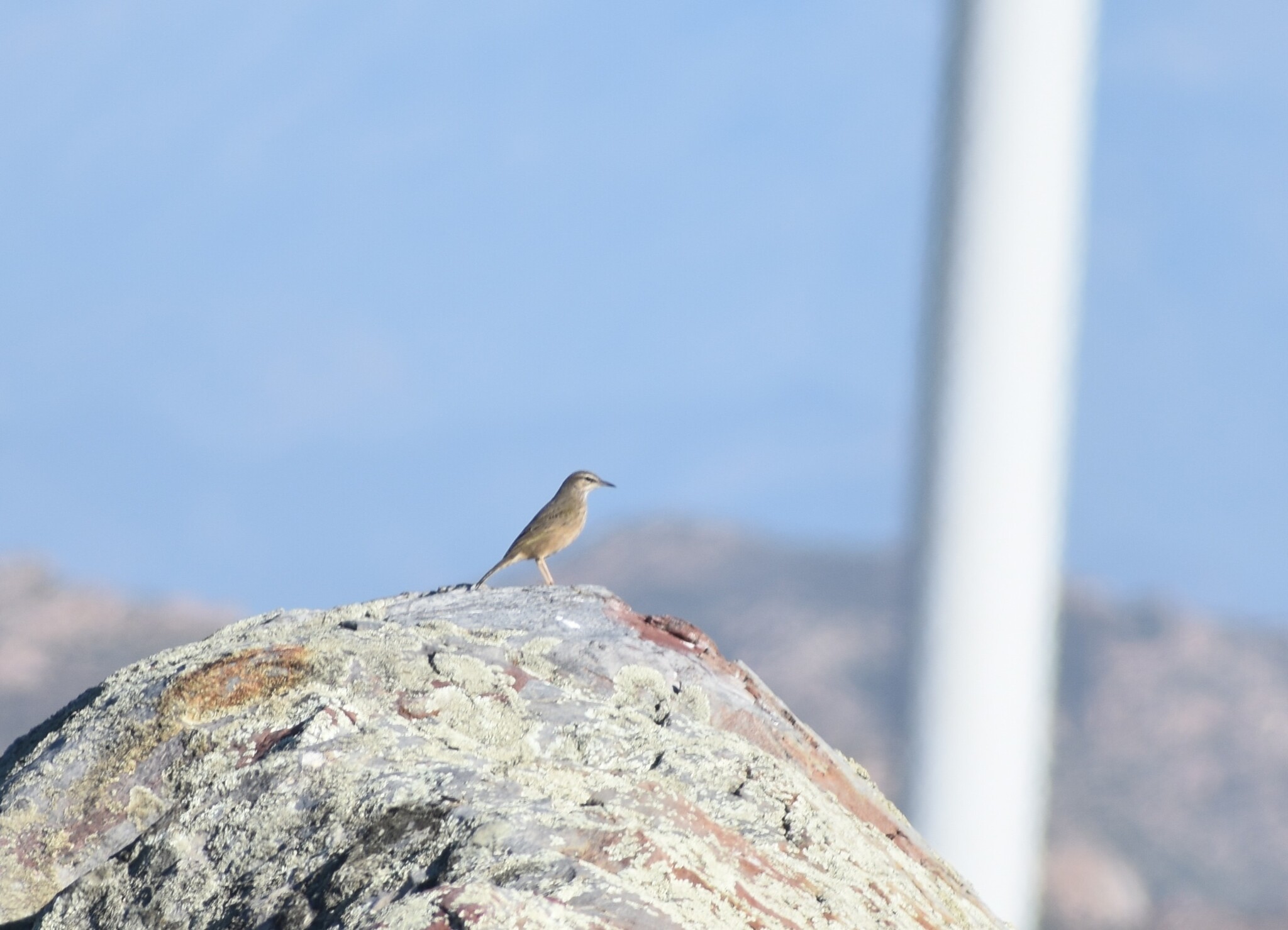 African Rock Pipit (Anthus crenatus), photo 2