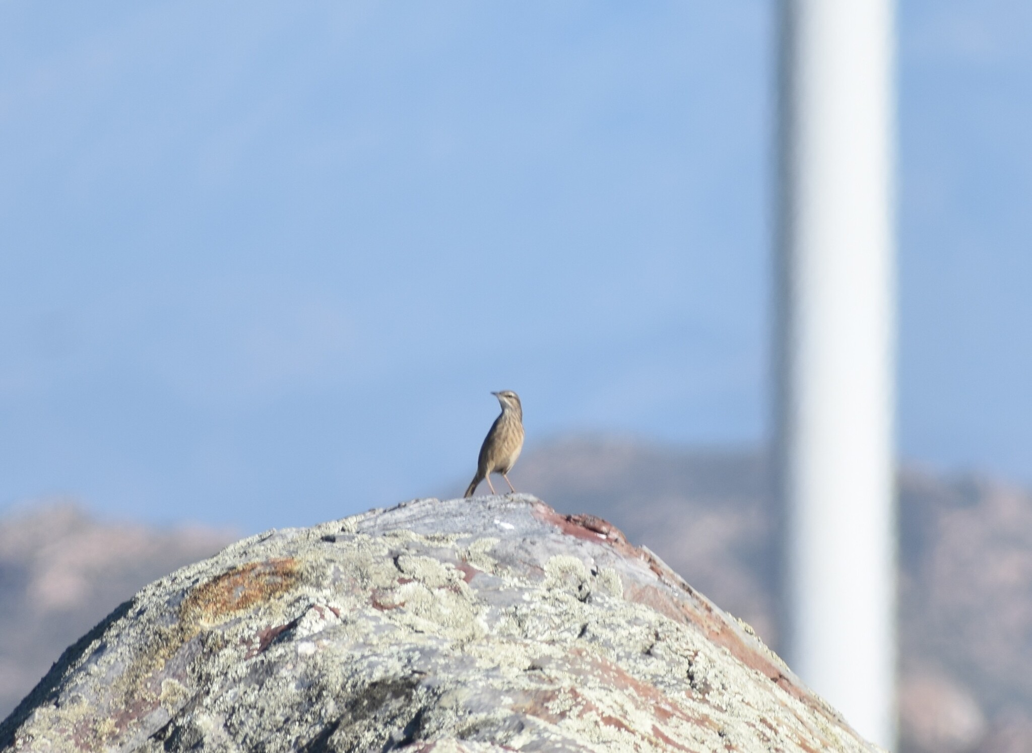 African Rock Pipit (Anthus crenatus), photo 3