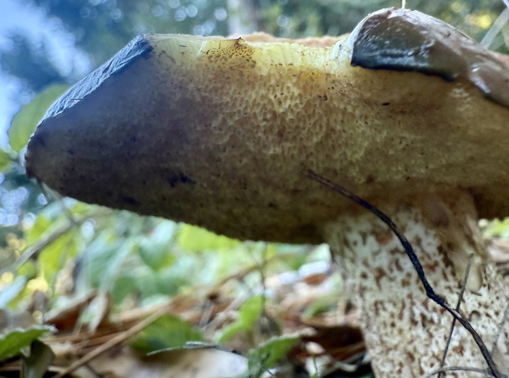 Suillus pungens · October 2025 · photo: © hllrnnr (iNaturalist, cc0)