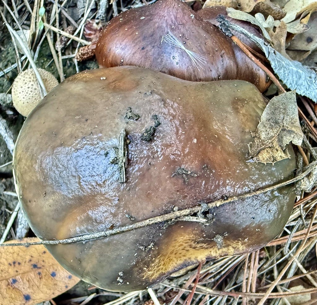 Suillus pungens · October 2025 · photo: © hllrnnr (iNaturalist, cc0)