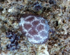 Distaplia