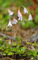 Linnaea borealis longiflora