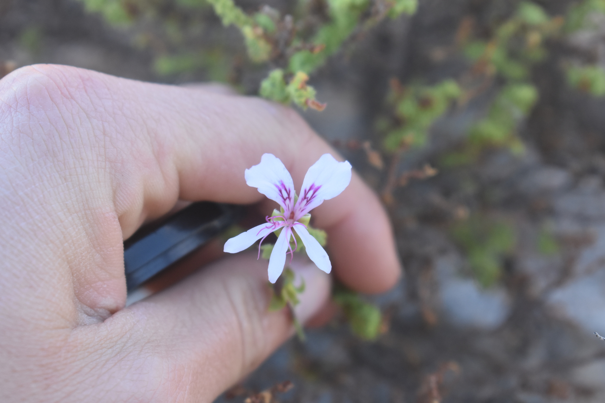 Pelargonium Crispum (Pelargonium crispum)