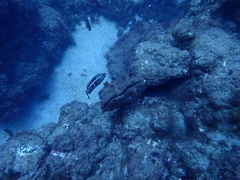 Serranus atricauda