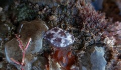 Distaplia
