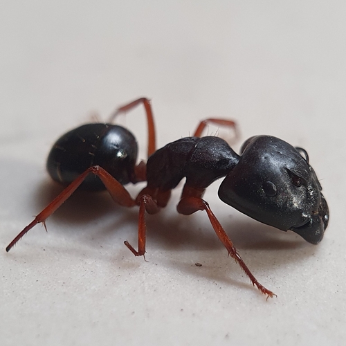 西姆森弓背蚁Camponotus siemsseni