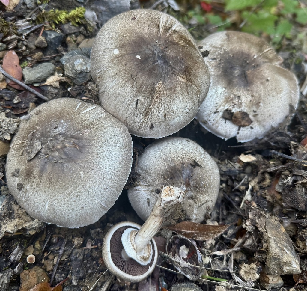 Agaricus deardorffensis