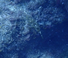 Sphoeroides marmoratus