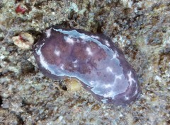 Distaplia
