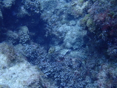 Sphoeroides marmoratus