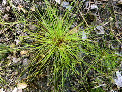 Isolepis distigmatosa
