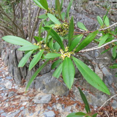 Tristaniopsis exiliflora