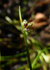 Isolepis distigmatosa
