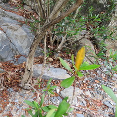 Tristaniopsis exiliflora