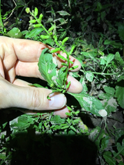 Rorippa sessiliflora
