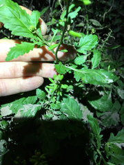 Rorippa sessiliflora