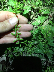 Rorippa sessiliflora