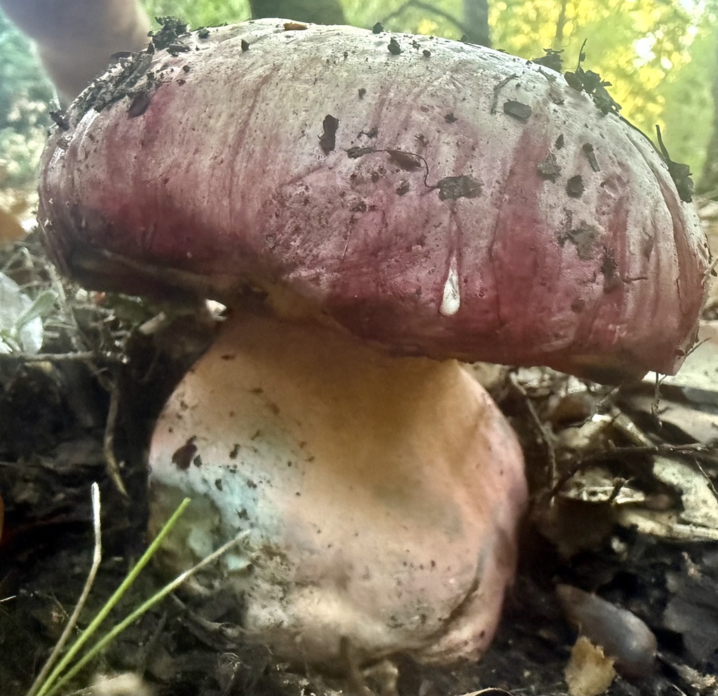 Rubroboletus eastwoodiae · October 2025 · photo: © hllrnnr (iNaturalist, cc0)