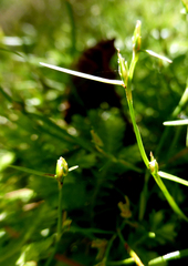 Schoenus maschalinus