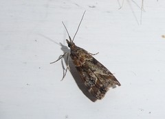 Eudonia legnota
