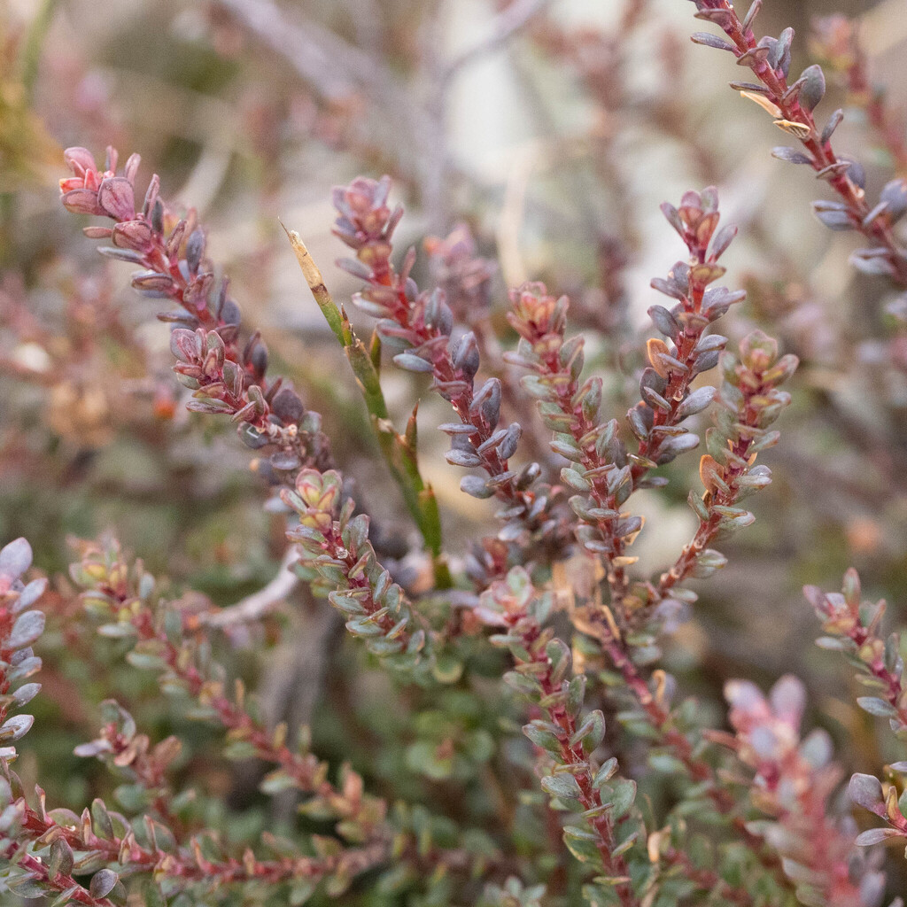 Epacris glacialis