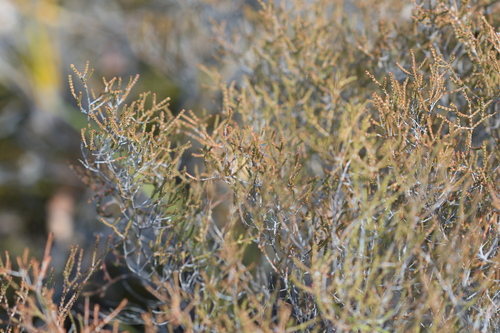 Short-leaved Heath-myrtle (Baeckea brevifolia)
