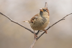 Passer domesticus