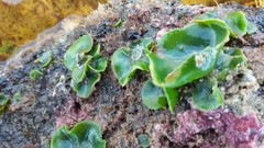 Dictyosphaeria sericea