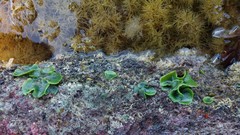 Dictyosphaeria sericea