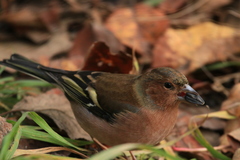 Fringilla coelebs