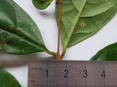 Eugenia sarapiquensis