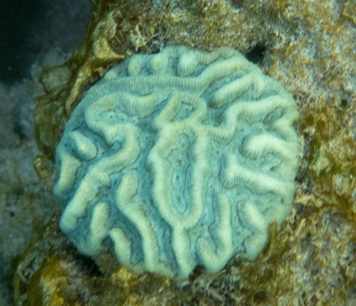 Boulder brain coral
