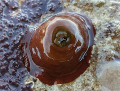 Isanemonia australis