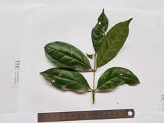 Eugenia sarapiquensis